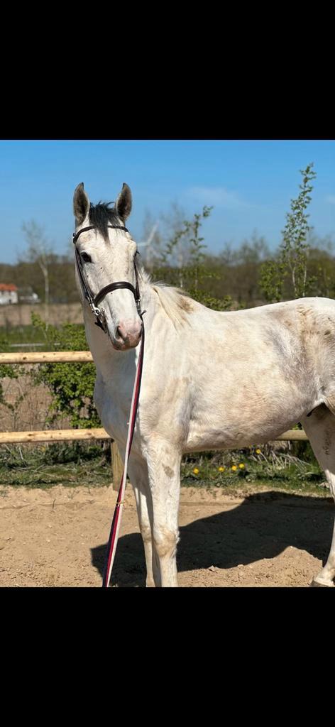 3,5 Centurio ruin, 3 jarige valkkleur BWP, 13 jarige bwp,, Dieren en Toebehoren, Paarden, Ruin, Niet van toepassing, 3 tot 6 jaar