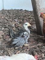 Blauw serama krul haan, Dieren en Toebehoren, Pluimvee