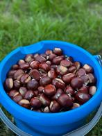 Tamme kastanjes uit de tuin €2,50/kilo, Ophalen