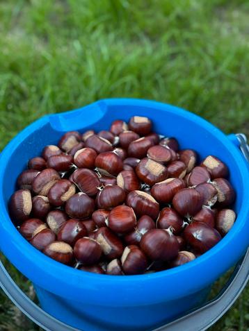 Tamme kastanjes uit de tuin €2,50/kilo beschikbaar voor biedingen