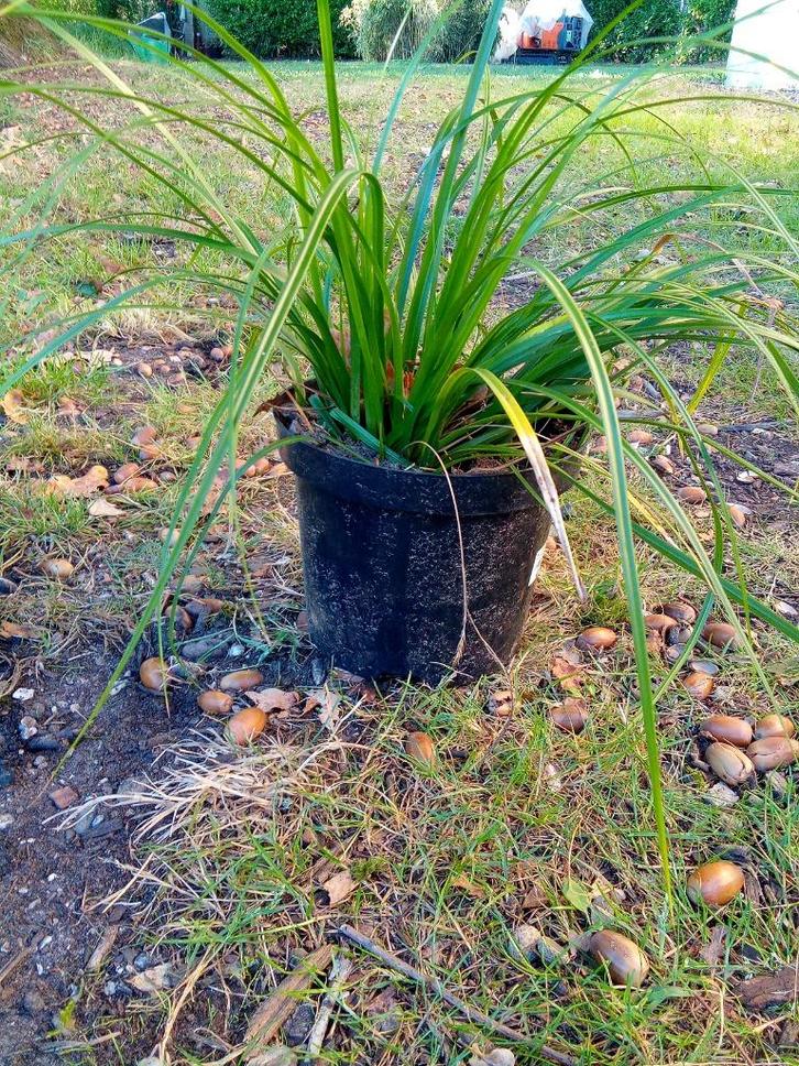 Carex Evergreen Winterhard!, Tuin en Terras, Planten | Tuinplanten, Vaste plant, Siergrassen, Ophalen
