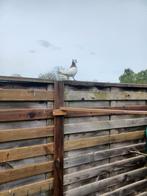 Iraanse duiven man, Dieren en Toebehoren