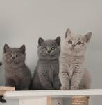 Britse Korthaar kittens, Kater, Gechipt, 0 tot 2 jaar