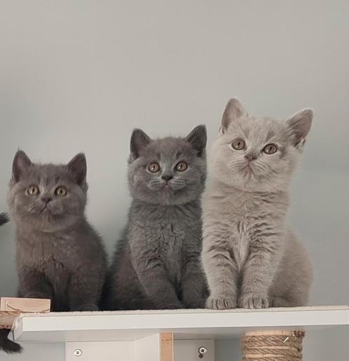 Britse Korthaar kittens, Dieren en Toebehoren, Katten en Kittens | Raskatten | Korthaar, Kater, 0 tot 2 jaar, Gechipt, Ontwormd