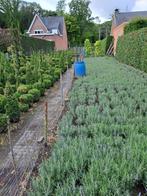 dikke bossen lavendel ,uit volle grond  v,a 1.20€, Volle zon, Vaste plant, Zomer, Ophalen