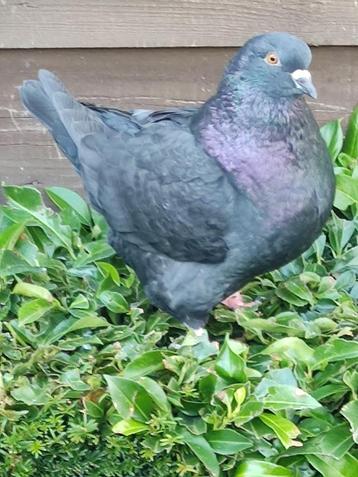 Pigeon king noir, Sexe inconnu, Autres espèces