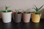 Aloe Vera avec pot décoratif, Maison & Meubles, Plantes d'intérieur, Enlèvement ou Envoi