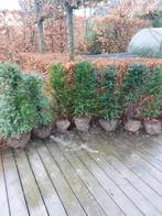 Taxus 7 planten ca 1m hoog, Tuin en Terras, Ophalen, Taxus