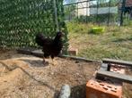 Barnevelder groot hen - gevacineerd, Dieren en Toebehoren, Vrouwelijk, Kip