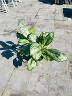 Aglaonema maria christina, Huis en Inrichting, Kamerplanten, Ophalen of Verzenden