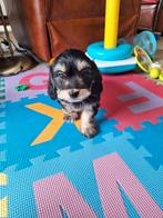 Boomer pups, Animaux & Accessoires, Chiens | Chihuahuas & Chiens de compagnie, Parvovirose, Plusieurs, Belgique, 8 à 15 semaines