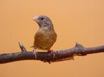 Bandvink - Amadina fasciata, Dieren en Toebehoren, Vrouwelijk, Tropenvogel, Geringd
