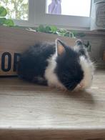 Teddy dwerg konijntjes, Dieren en Toebehoren, Konijnen, Dwerg