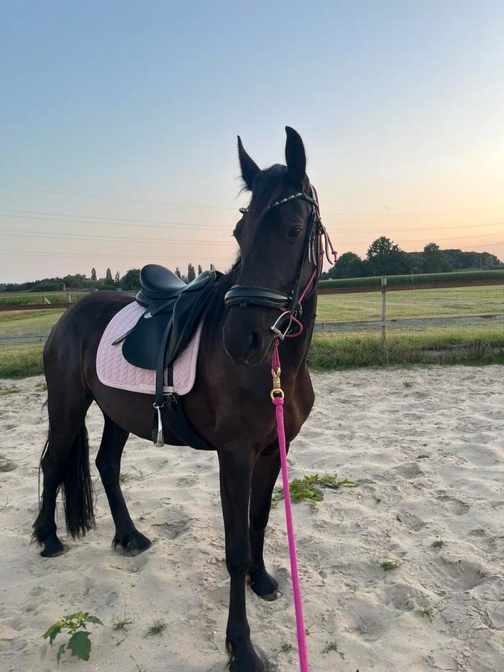 Instructrice grondwerk lessen, Dieren en Toebehoren, Paarden