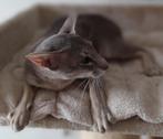 Oosters Korthaar Kater Azul met Stamboom, Dieren en Toebehoren, Katten en Kittens | Raskatten | Korthaar, Kater, Gechipt, 3 tot 5 jaar