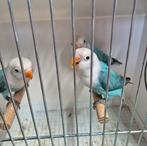 Fischeri opaline bleue, Bagué