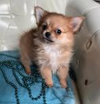 Pomchi reutje, mag vertrekken, Chien (mâle), Maladie de Carré (chiens), Autres races, Belgique