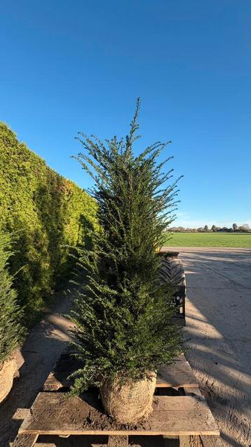 Hoge kwaliteits taxus baccata in verschillende maten beschikbaar voor biedingen