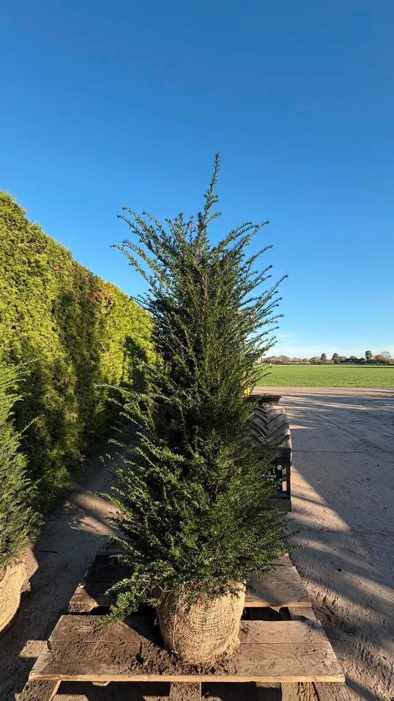 Hoge kwaliteits taxus baccata in verschillende maten, Tuin en Terras, Planten | Struiken en Hagen, Haag, Taxus, Ophalen of Verzenden