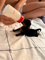 Yorkshire Terrier, Sports & Fitness, Produits de massage, Enlèvement ou Envoi, Comme neuf