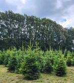 Sapins de Noël, Jardin & Terrasse, Enlèvement