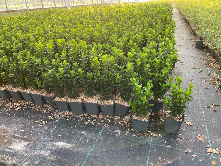 Euonymus japonicus Green Spire, Tuin en Terras, Planten | Struiken en Hagen, Struik, Ophalen of Verzenden