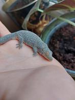 Eurydactylodes occidentalis vrouw, Dieren en Toebehoren, Reptielen en Amfibieën