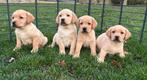 Chiots labradors blond foncé, Animaux & Accessoires, Chienne, Belgique, Labrador retriever, Plusieurs