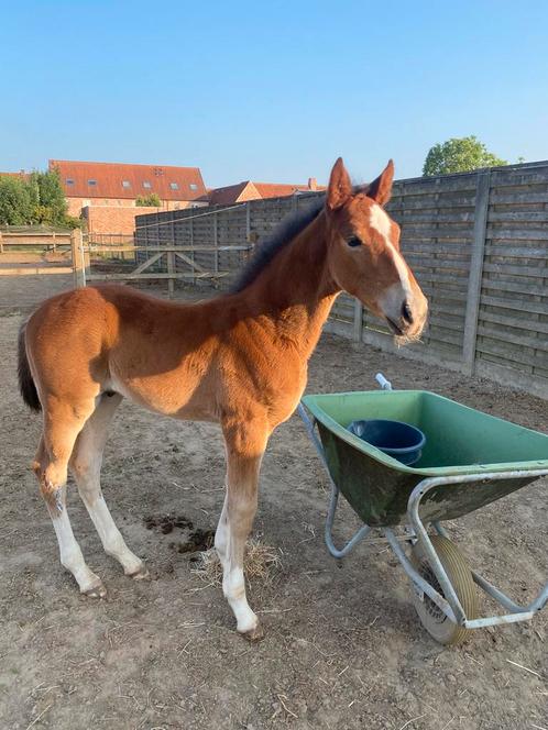 Veulentje van Asgreen 2000 z, Dieren en Toebehoren, Paarden, Hengst, Z, Ontwormd