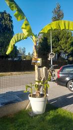 Bannana boom met nieuwe pot, Tickets en Kaartjes, Recreatie | Pretparken en Attractieparken