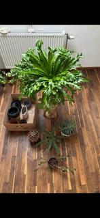 Lot de 5 plantes d’intérieur + 9 cache-pots offerts, Maison & Meubles, Enlèvement, Cactus, En pot