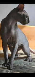 Sphynx kittens, Dieren en Toebehoren, Gechipt, 0 tot 2 jaar