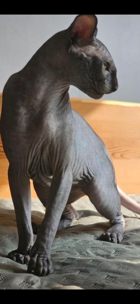 Sphynx kittens, Dieren en Toebehoren, Katten en Kittens | Raskatten | Korthaar, 0 tot 2 jaar, Gechipt, Ontwormd, Ingeënt