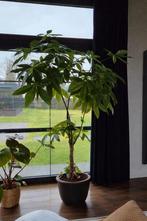 Pachira aquatica 220cm avec pot, Maison & Meubles, En pot, Enlèvement, 200 cm ou plus, Plante verte