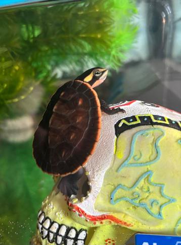 Roodbuikspitskopschildpad + aquarium en toebehoren, Tortue, Domestique, 0 à 2 ans