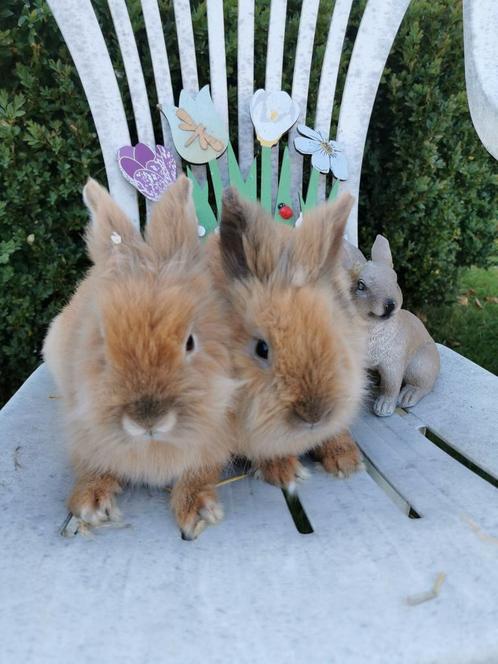 Wie wil een gratis raszuiver dwergkonijntje!, Dieren en Toebehoren, Konijnen, Dwerg