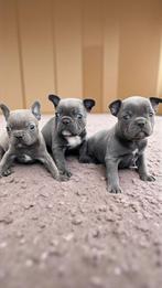 franse bulldog pups, België, 8 tot 15 weken, CDV (hondenziekte), Bulldog