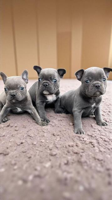 franse bulldog pups beschikbaar voor biedingen