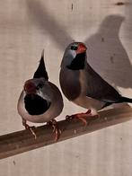 Amandine, Dieren en Toebehoren, Vogels | Overige Vogels