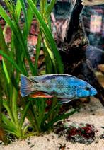Kweekkoppel Nimbochromis livingstonii