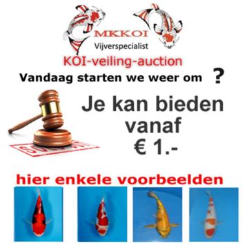 Japanse koi veiling beschikbaar voor biedingen