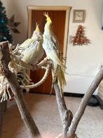 Kopeltje hanttamme valkparkieten eten zelfstandig, Enlèvement, Comme neuf