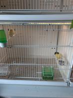 Trois. 3 couples canaris gloster et un couple de mosaïque, Dieren en Toebehoren