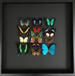 Magnifique Composition de 13 papillons exotiques cadre 50x50, Collections, Collections Animaux, Insecte, Animal empaillé, Enlèvement ou Envoi