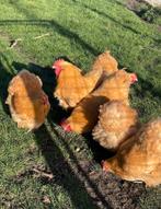 Orpigton buff haan + 2 Hennen, Dieren en Toebehoren