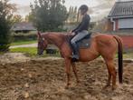 Leuke volbloed merrie te koop, Dieren en Toebehoren, Merrie
