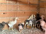Gratis hanen, Dieren en Toebehoren, Mannelijk, Kip