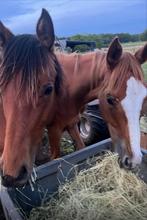 Spring gefokte jaarling merrie te koop 4/2023, Dieren en Toebehoren, Paarden, Merrie, Met stamboom, Springpaard, Niet van toepassing