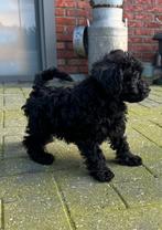 Schnoodle Dwergschauzer x toypoedel,mag verhuizen, België, Fokker | Hobbymatig, Overige rassen, 8 tot 15 weken