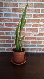 Sanseveria, Huis en Inrichting, Kamerplanten, Ophalen